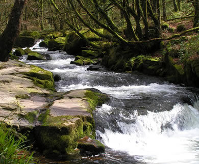 Golitha Falls